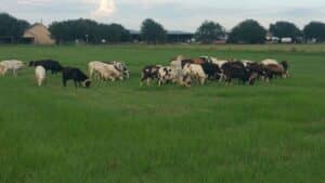 22338767_814633432030828_6241916674002058451_o