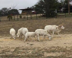 50919622_1125068390987329_8163174155999510528_n